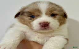 Australian Shepherd dogs for sale: Cobain - Image 1