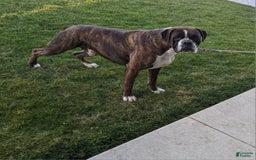 Boxer dogs for sale: Bennah - Image 11