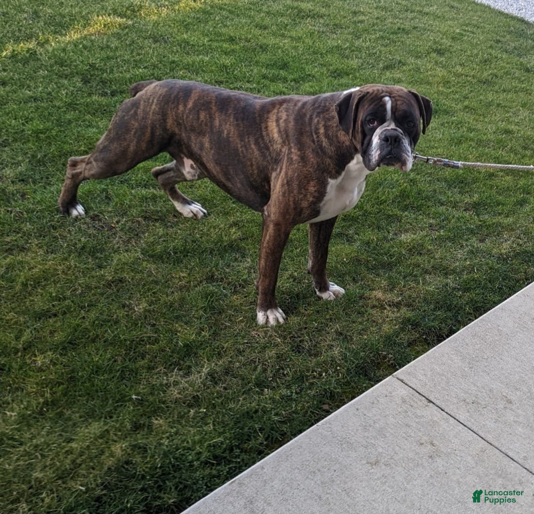 Boxer dogs for sale: Bennah - Image 11