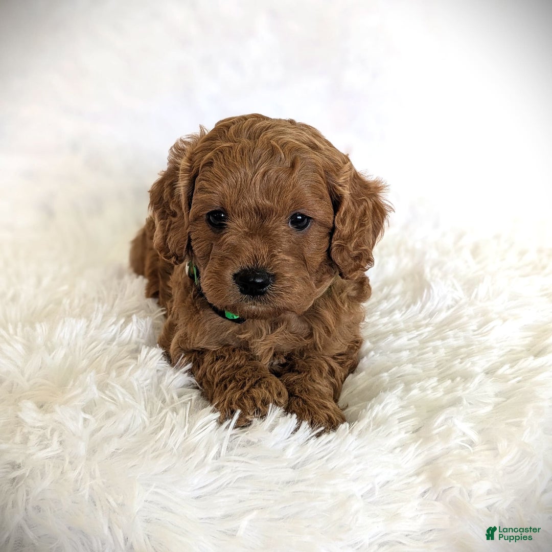 Cavapoo dogs for sale: Dusty - Image 8