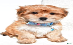 Morkie dogs for sale: Jackson Teacup - Image 9