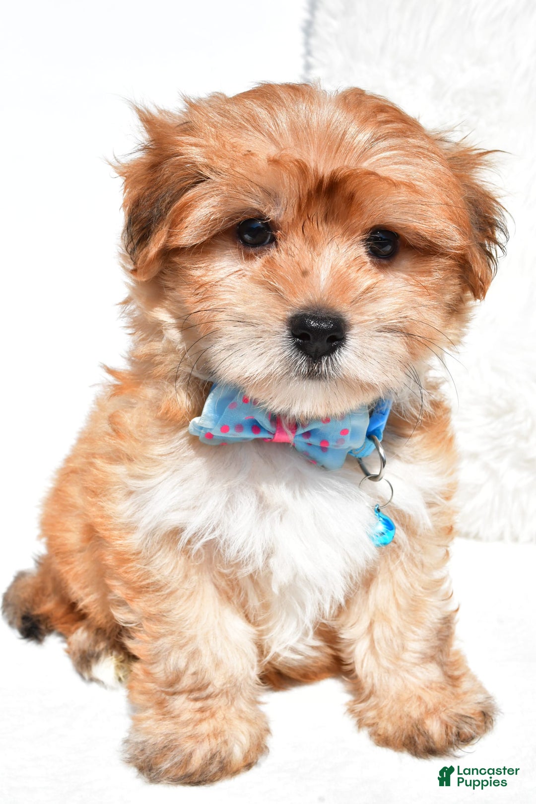 Morkie dogs for sale: Jackson Teacup - Image 9