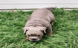 English Bulldog dogs for sale: Velour - Image 9