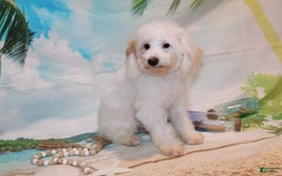 Schnoodle dogs for sale: Ranger - Image 5