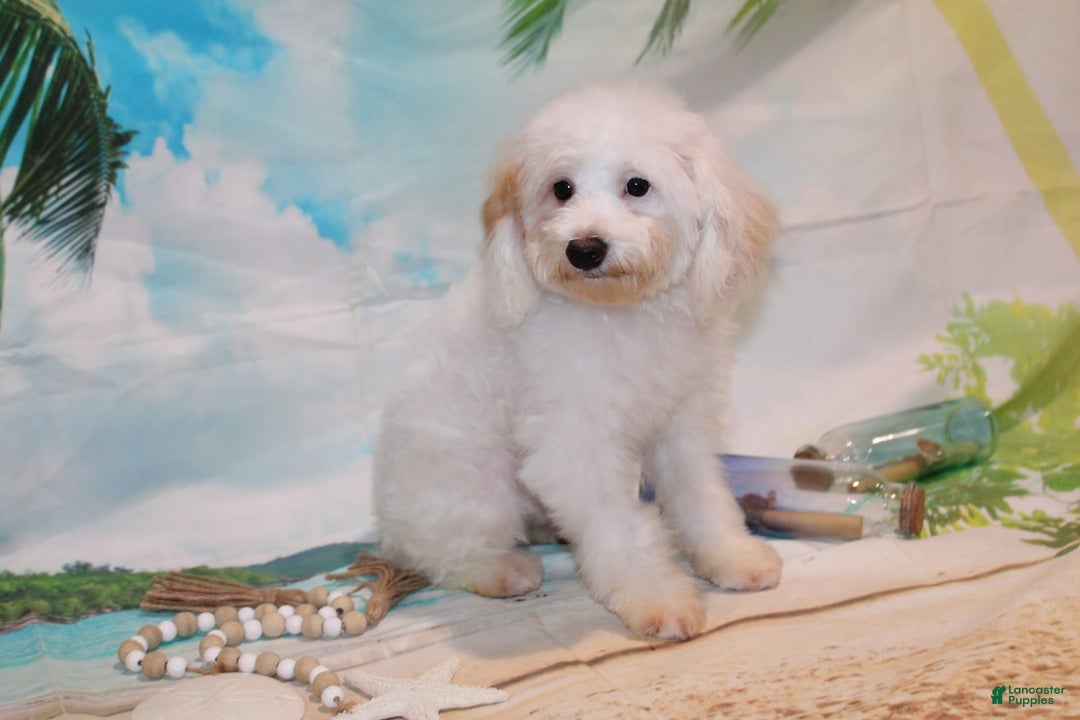 Schnoodle dogs for sale: Ranger - Image 5
