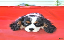 Cavalier King Charles Spaniel dogs for sale: Lilly - Image 3
