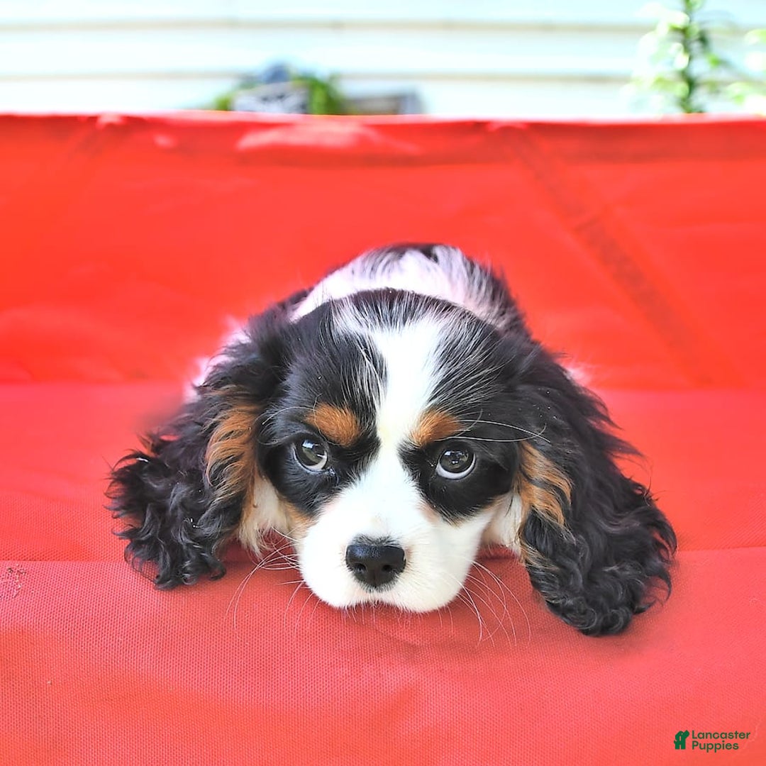 Cavalier King Charles Spaniel dogs for sale: Lilly - Image 3