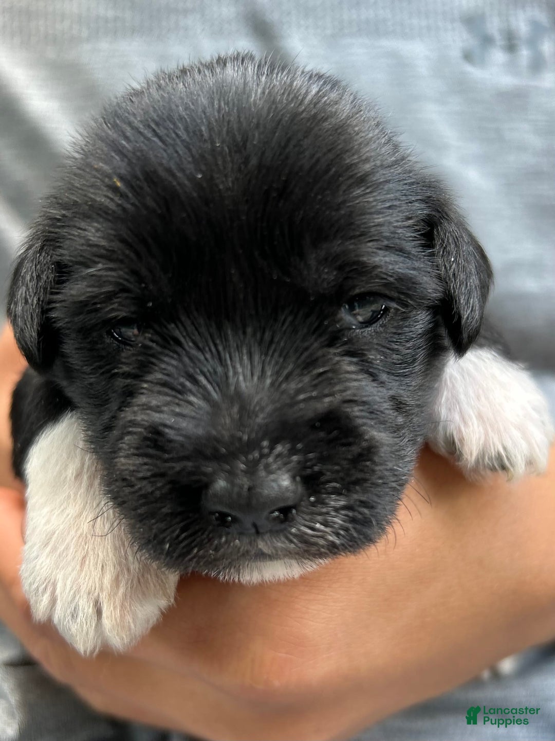 Miniature Schnauzer dogs for sale: Junie - Image 10