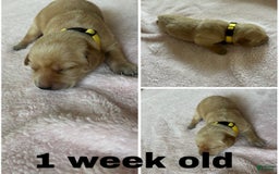 Labrador Retriever dogs for sale: Belle - Image 1