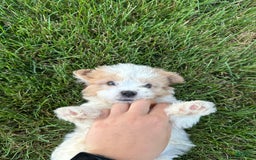 Cavachon dogs for sale: Diego - Image 9