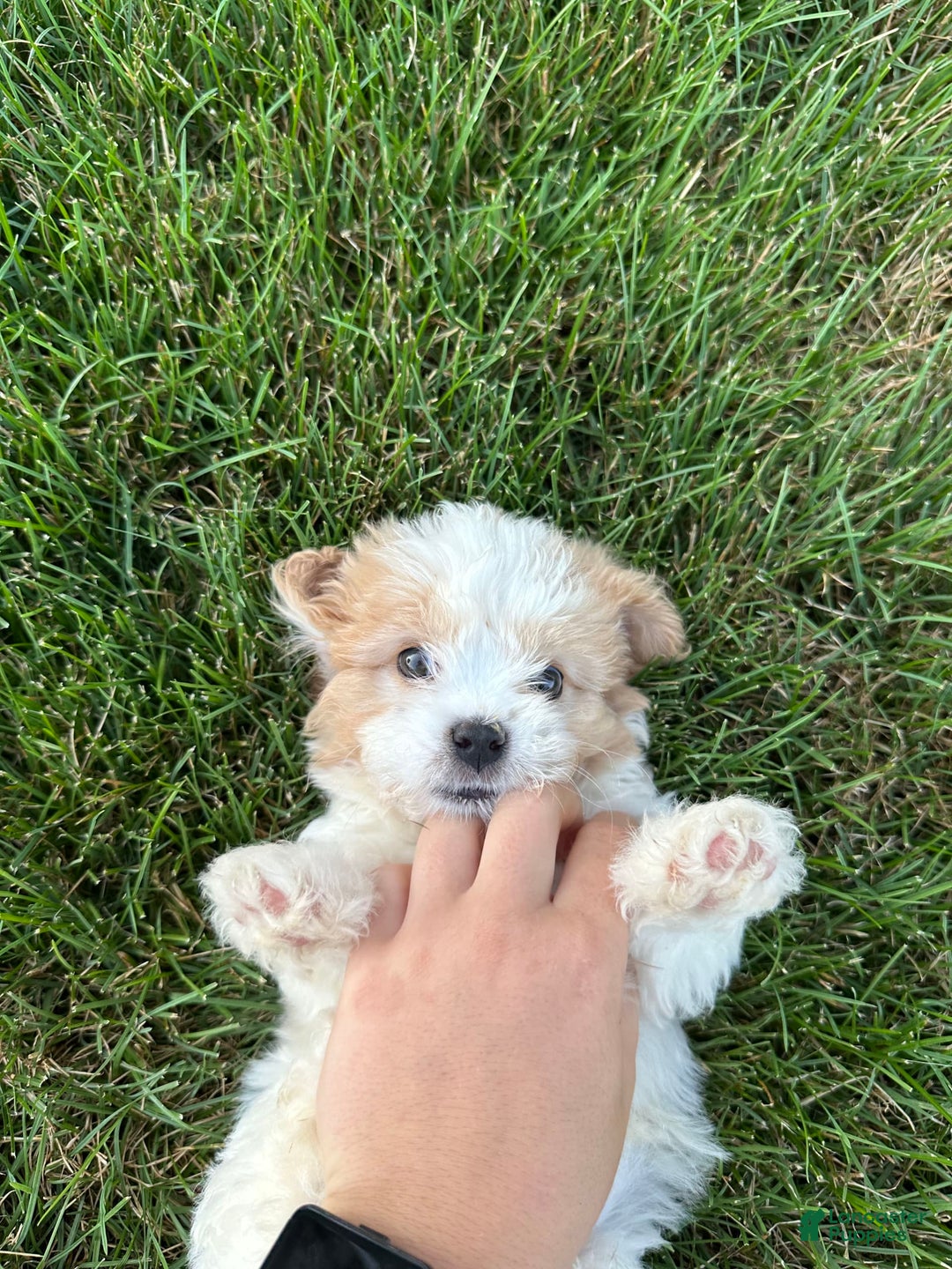 Cavachon dogs for sale: Diego - Image 9
