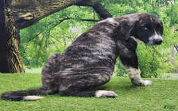 Anatolian Shepherd dogs for sale: AKC Dusty 2025 Male 4 - Image 7