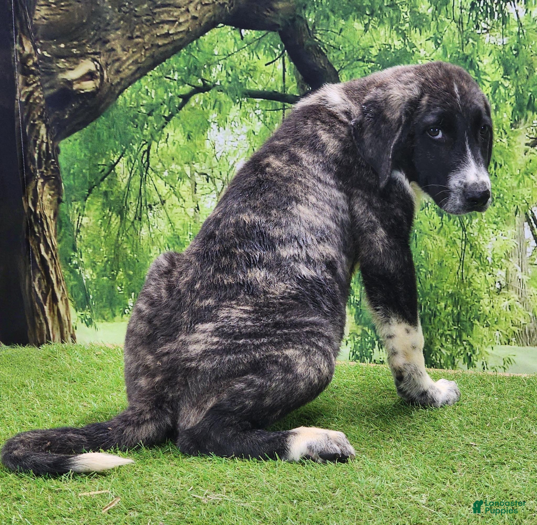 Anatolian Shepherd dogs for sale: AKC Dusty 2025 Male 4 - Image 7