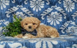Maltipoo dogs for sale: Eghan Toy Size - Image 11