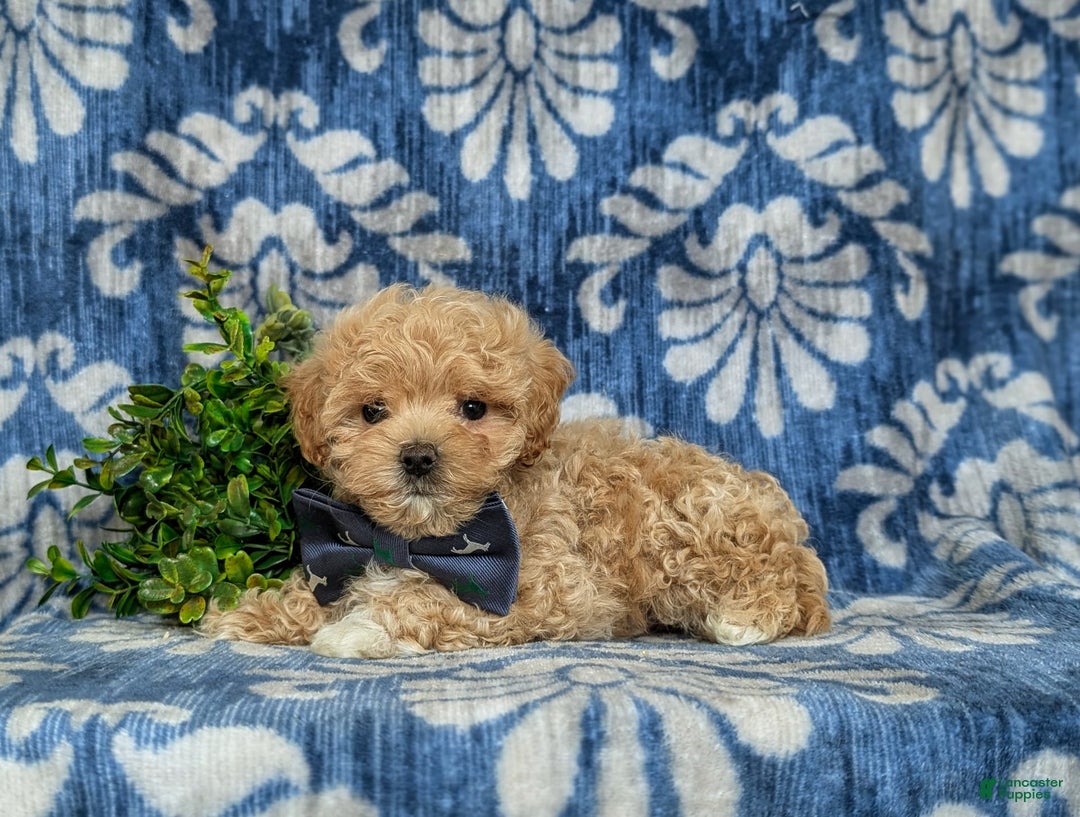 Maltipoo dogs for sale: Eghan Toy Size - Image 11