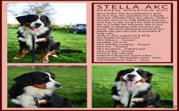 Bernese Mountain Dog dogs for stud: Theo - Image 5
