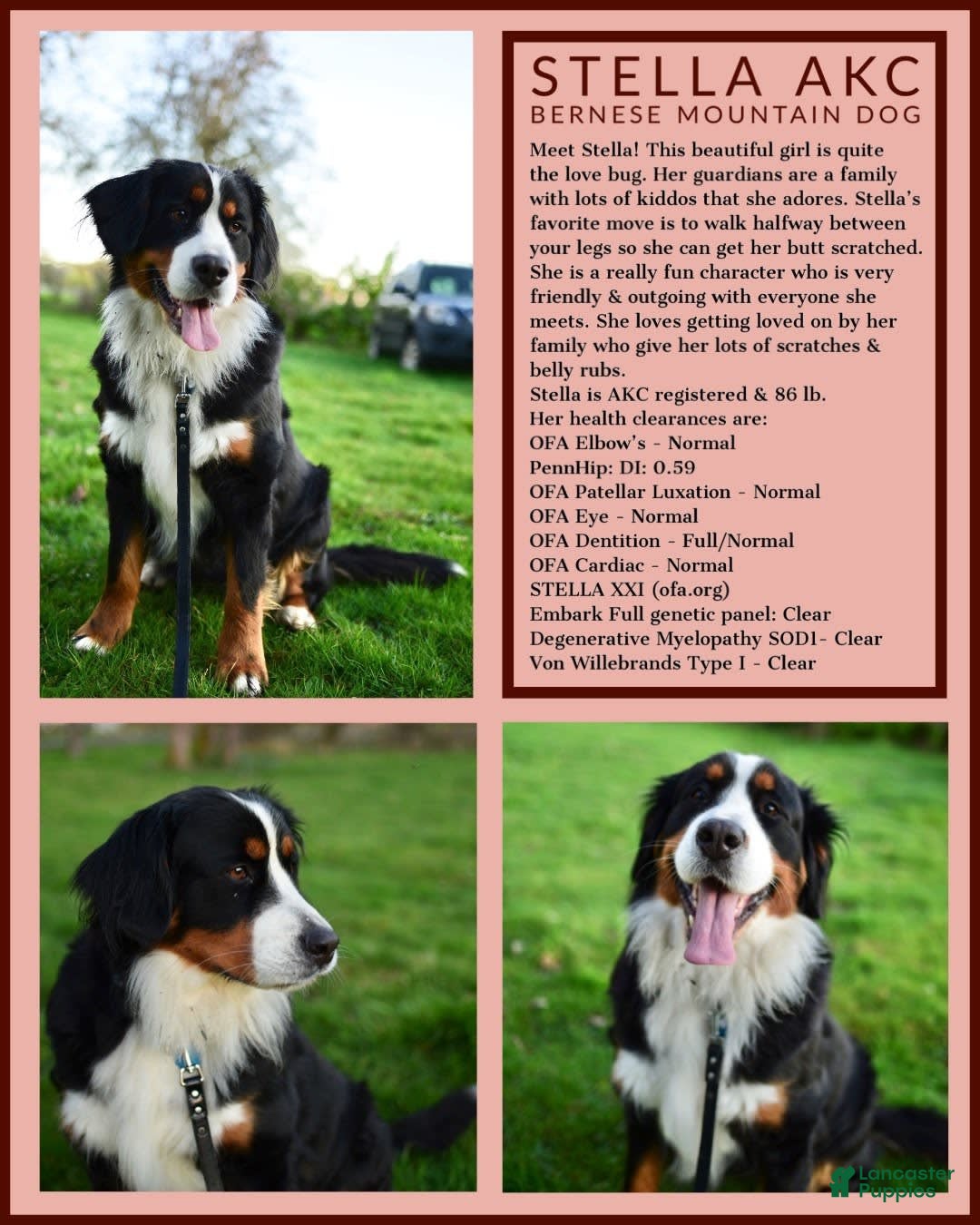 Bernese Mountain Dog dogs for stud: Theo - Image 5