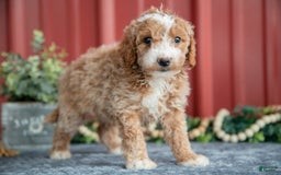 Mini Goldendoodle dogs for sale: Wendy - Image 3