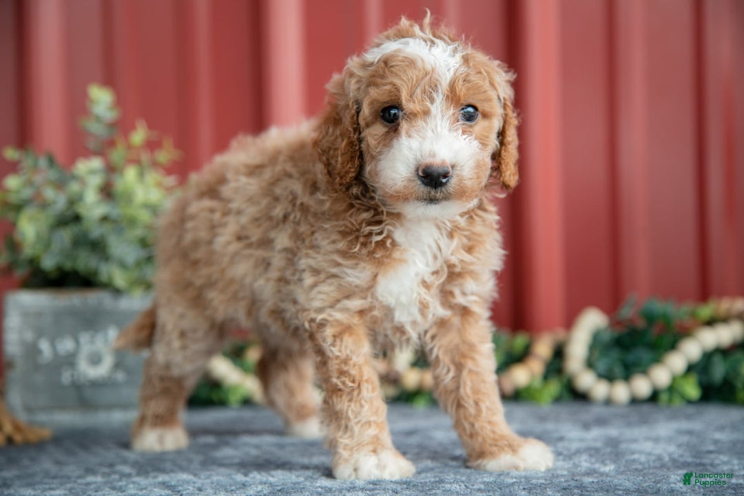 Mini Goldendoodle dogs for sale: Wendy - Image 3