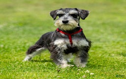 Miniature Schnauzer dogs for sale: Harley - Image 6