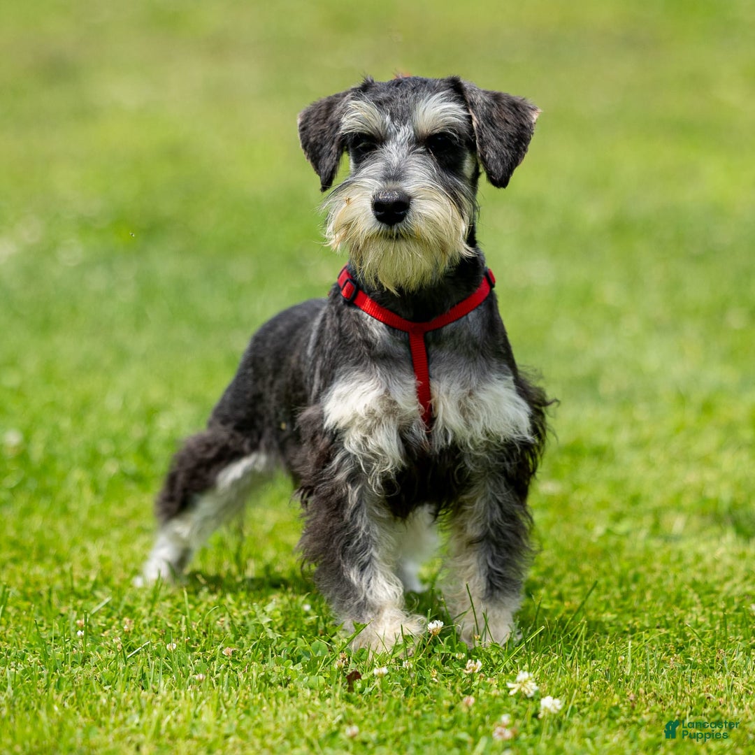Miniature Schnauzer dogs for sale: Harley - Image 6