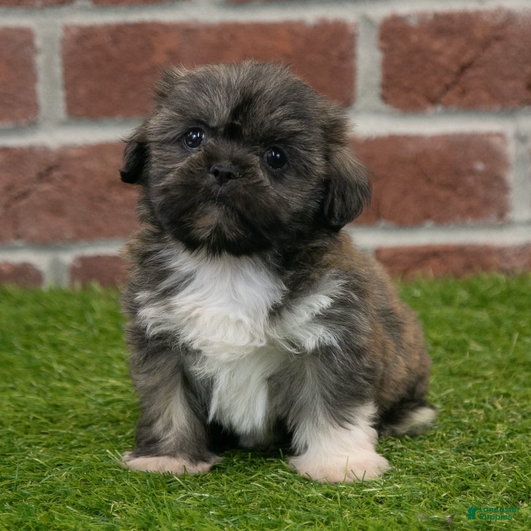 Shih Tzu dogs for sale: Sawyer - Image 1