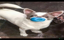 Chihuahua dogs for sale: Merle Alonzo - Image 2