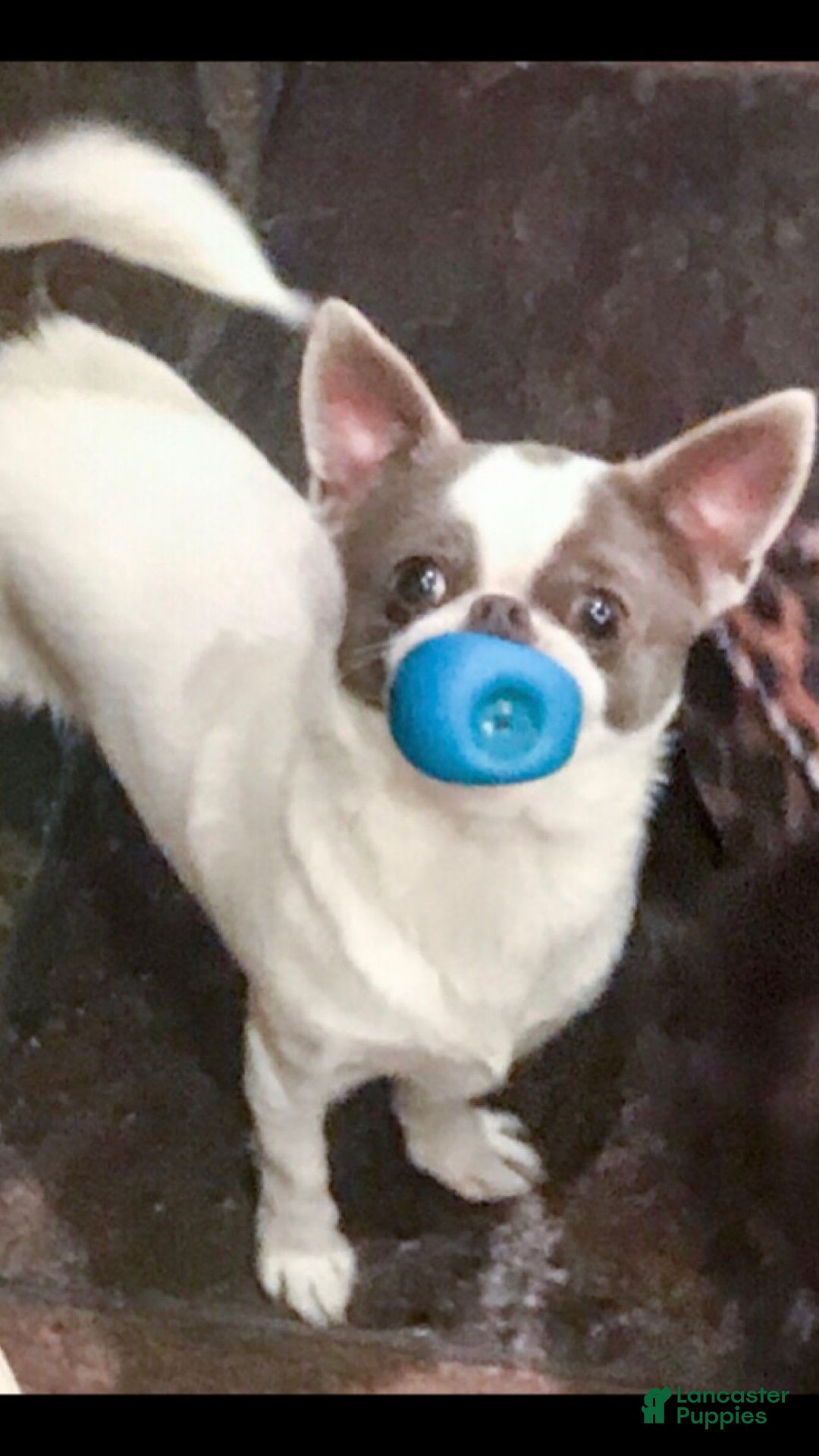 Chihuahua dogs for sale: Merle Alonzo - Image 2