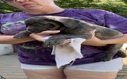 Cane Corso dogs for sale: Penny Wise - Image 1