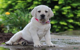 Labrador Retriever dogs for sale: Beth - Image 5