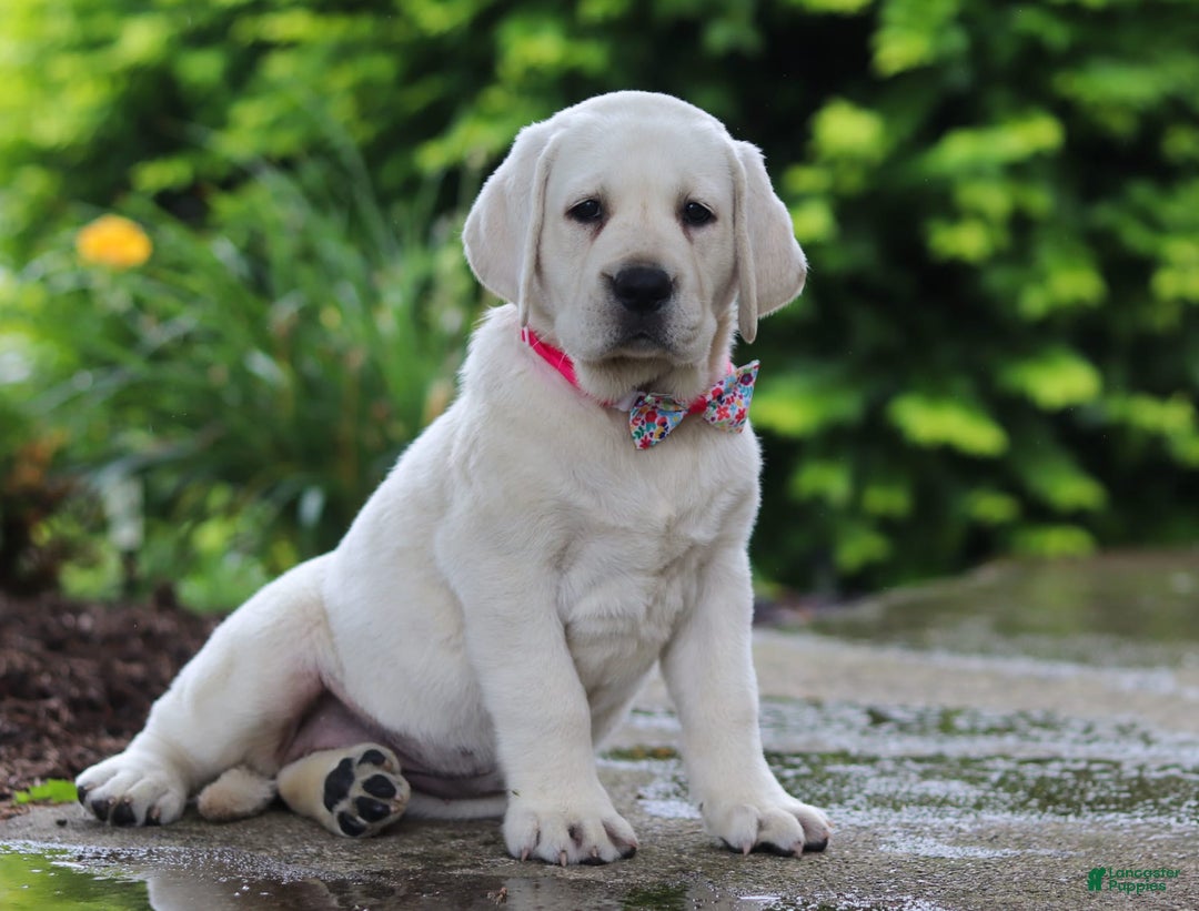 Labrador Retriever dogs for sale: Beth - Image 5
