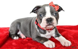 Frenchton dogs for sale: Bingo - Image 3