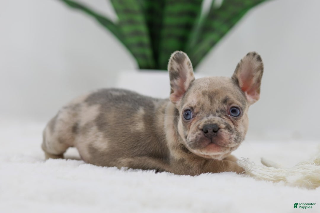 French Bulldog dogs for sale: Hank - Image 3