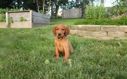 Irish Setter dogs for sale: Franklin - Image 1