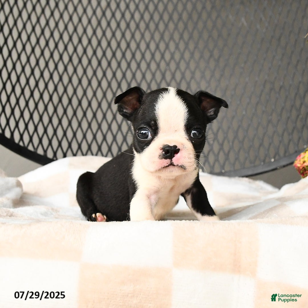 Boston Terrier dogs for sale: Jinx - Image 5