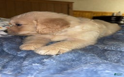 Golden Retriever dogs for sale: No Name - Image 1