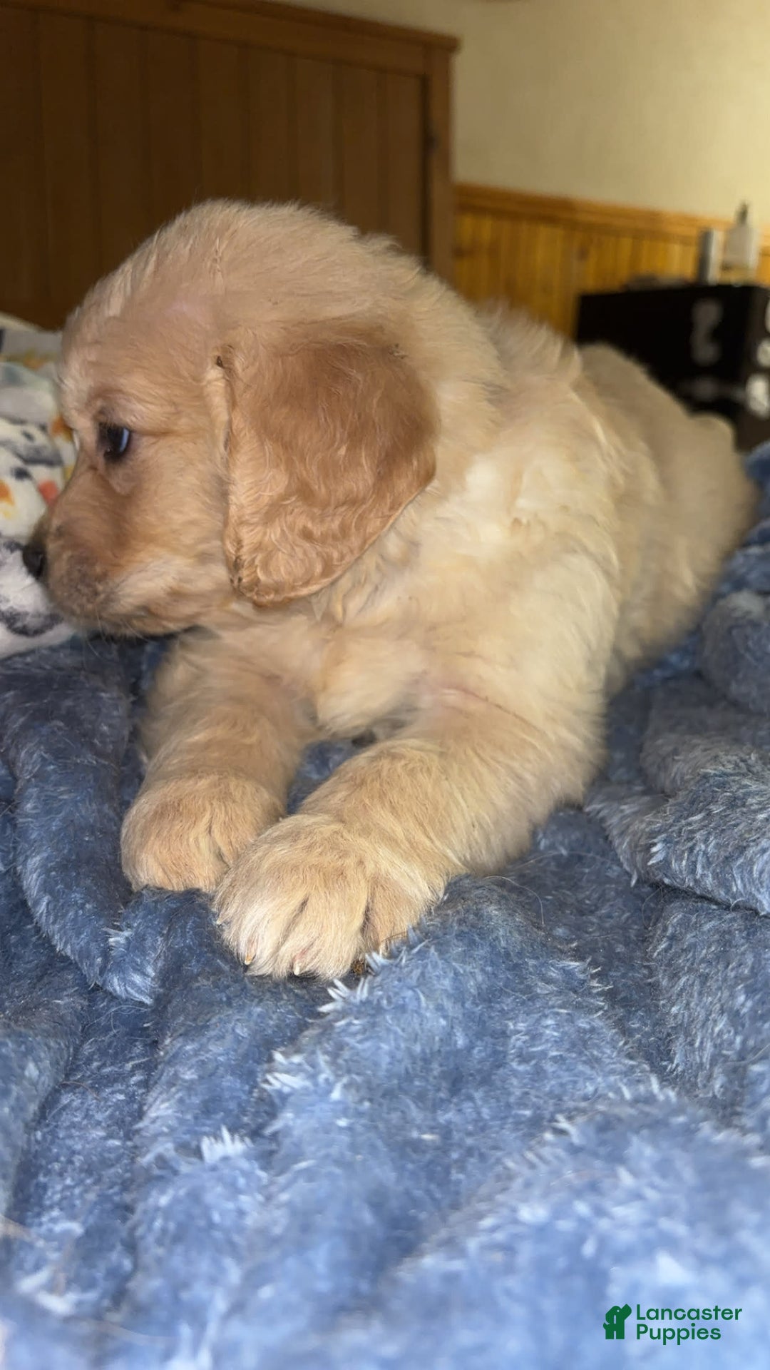 Golden Retriever dogs for sale: No Name - Image 1