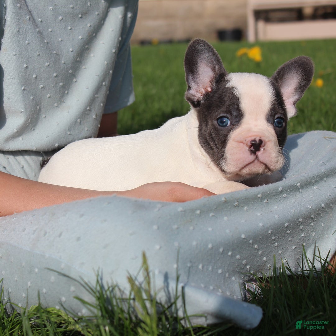 French Bulldog dogs for sale: Stiles - Image 3