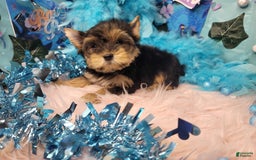 Yorkshire Terrier dogs for sale: R Ythm - Image 5