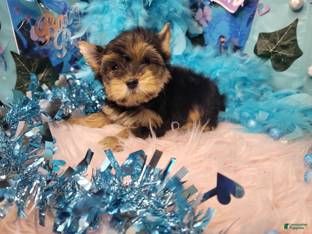 Yorkshire Terrier dogs for sale: R Ythm - Image 5