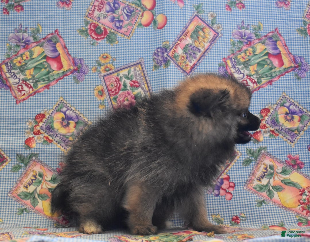 Pomeranian dogs for sale: Kenny - Image 3