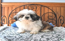 Shih Tzu dogs for sale: Queen - Image 7