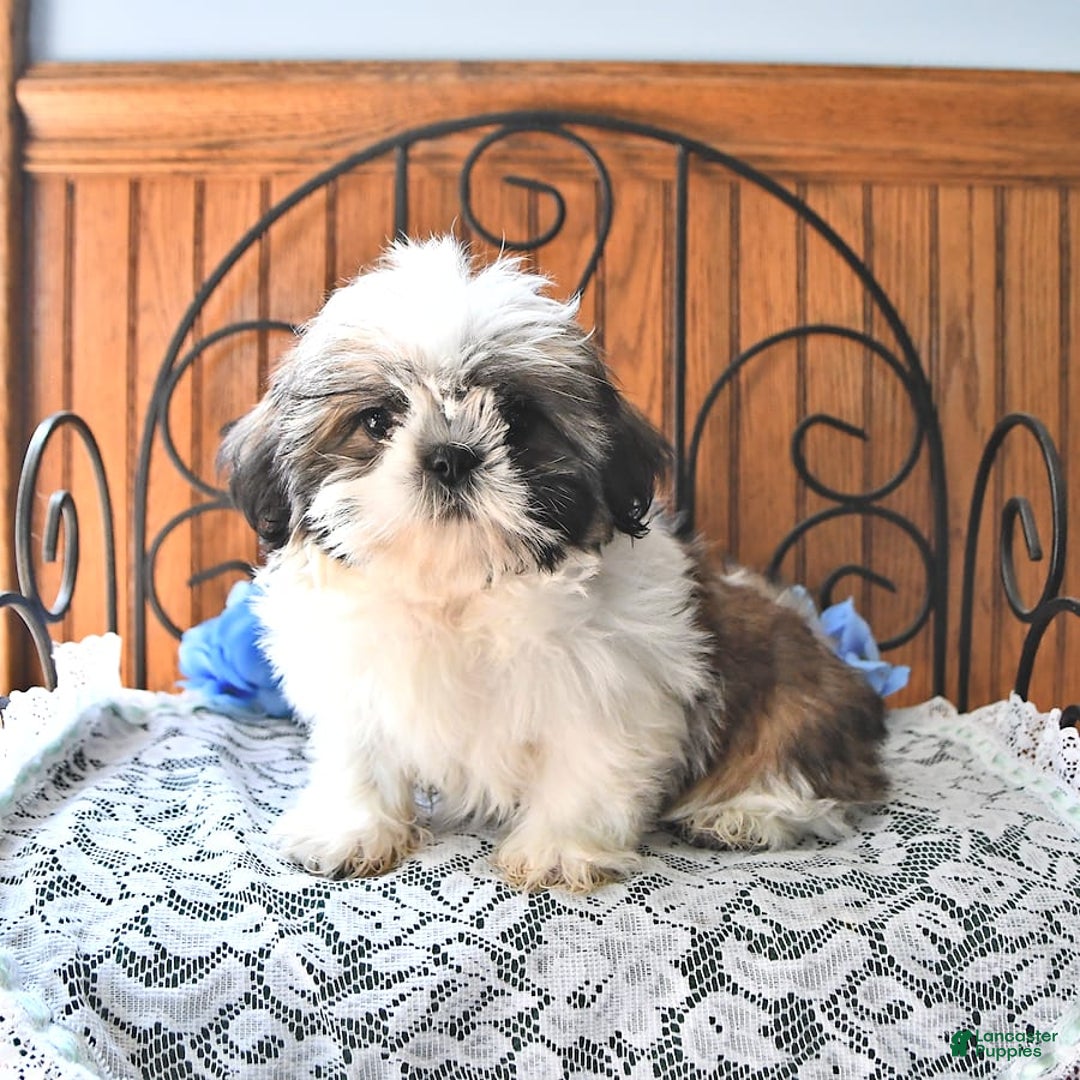 Shih Tzu dogs for sale: Queen - Image 7