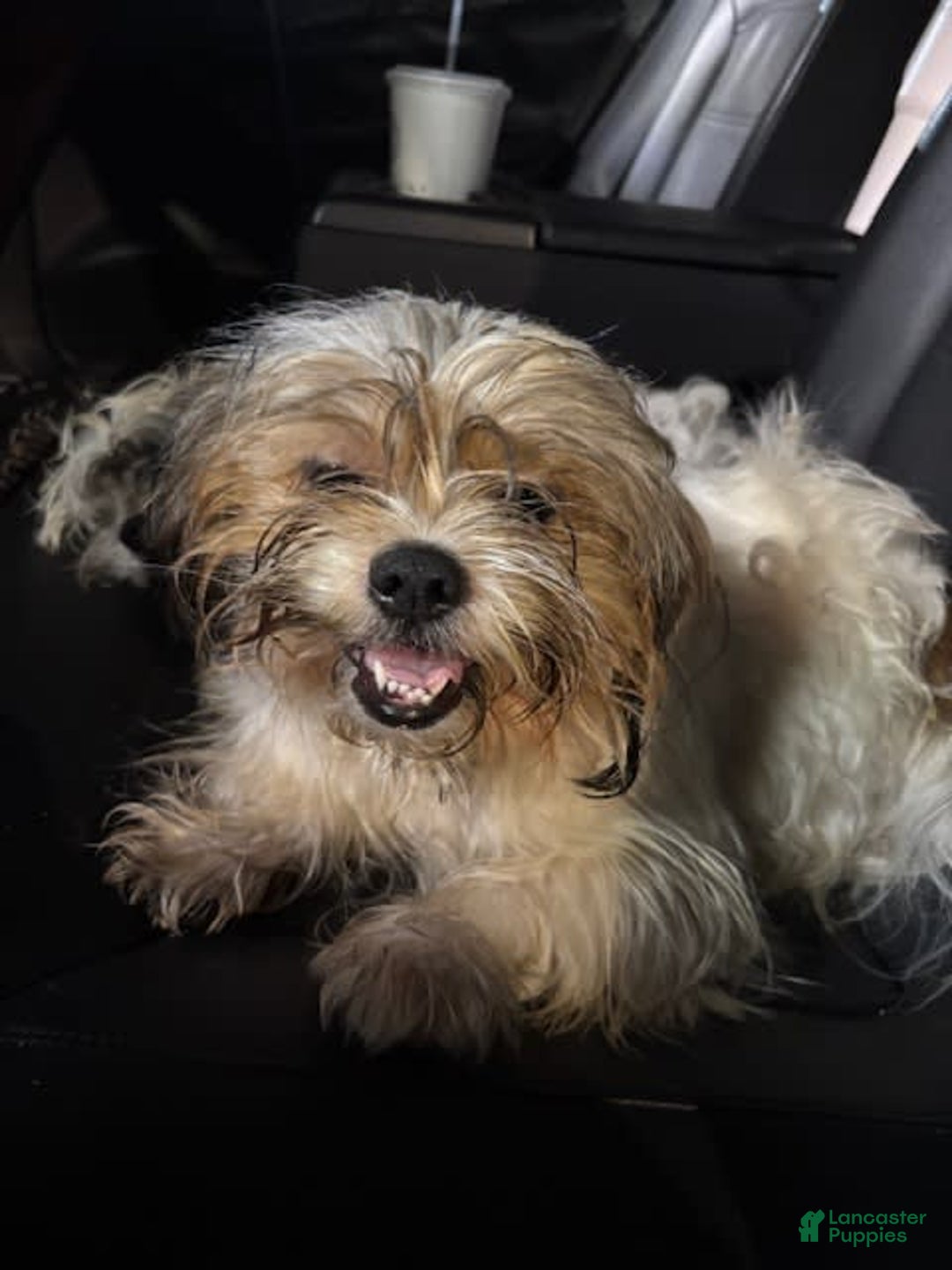 Shih Tzu dogs for sale: Luna - Image 9