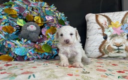 Miniature Poodle dogs for sale: Zella - Image 3