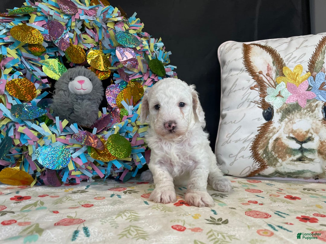 Miniature Poodle dogs for sale: Zella - Image 3