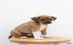 Jug dogs for sale: Brooks - Image 1