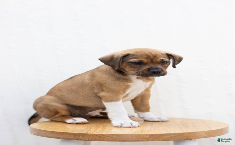 Jug dogs for sale - Ad 1