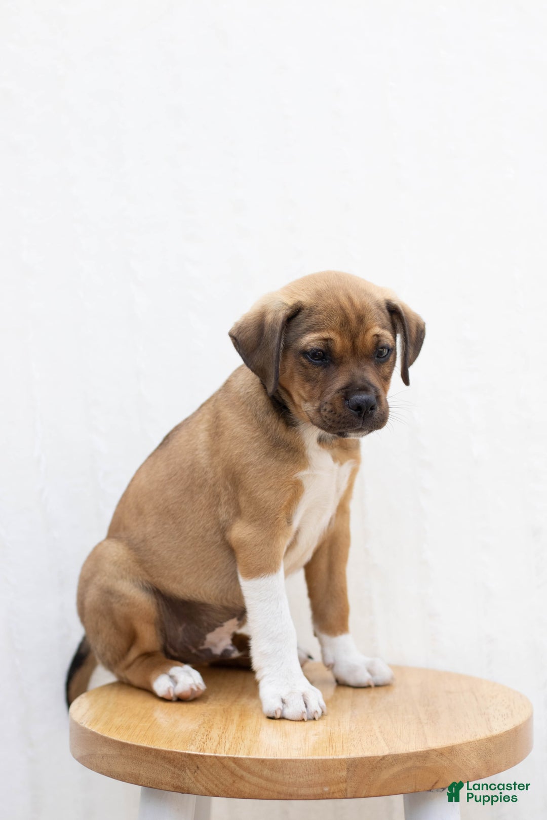 Jug dogs for sale: Brooks - Image 1