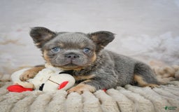 French Bulldog dogs for sale: Bubba - Image 4
